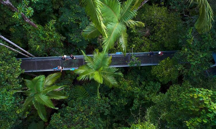 Elevated boardwalks at Daintree Discovery Centre