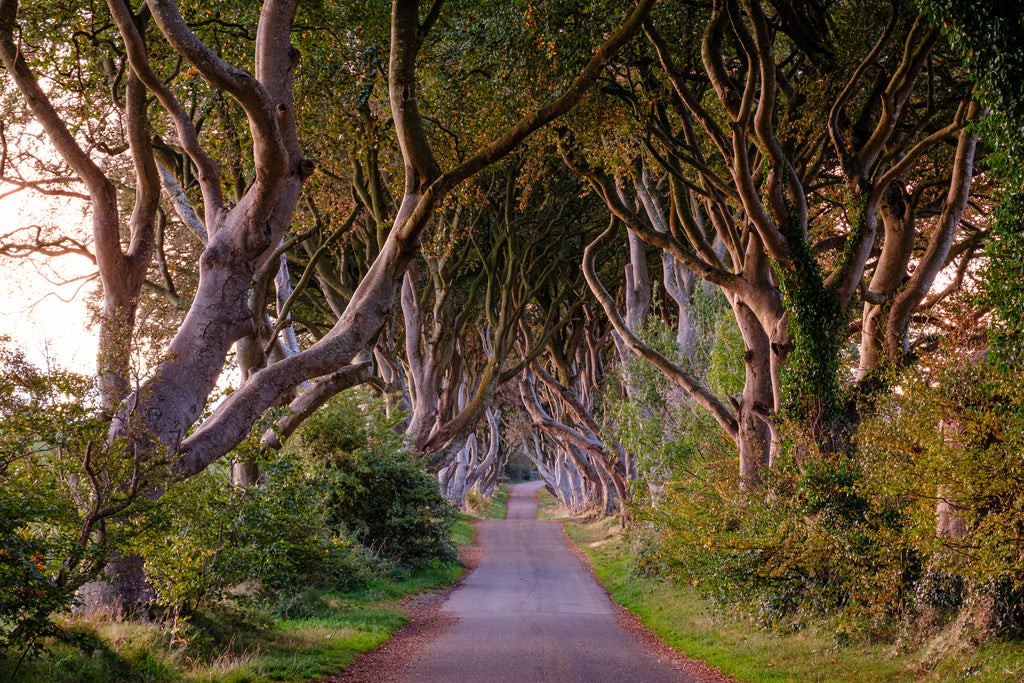 The Dark Hedges in Northern Ireland offers an iconic and atmospheric photography location.
