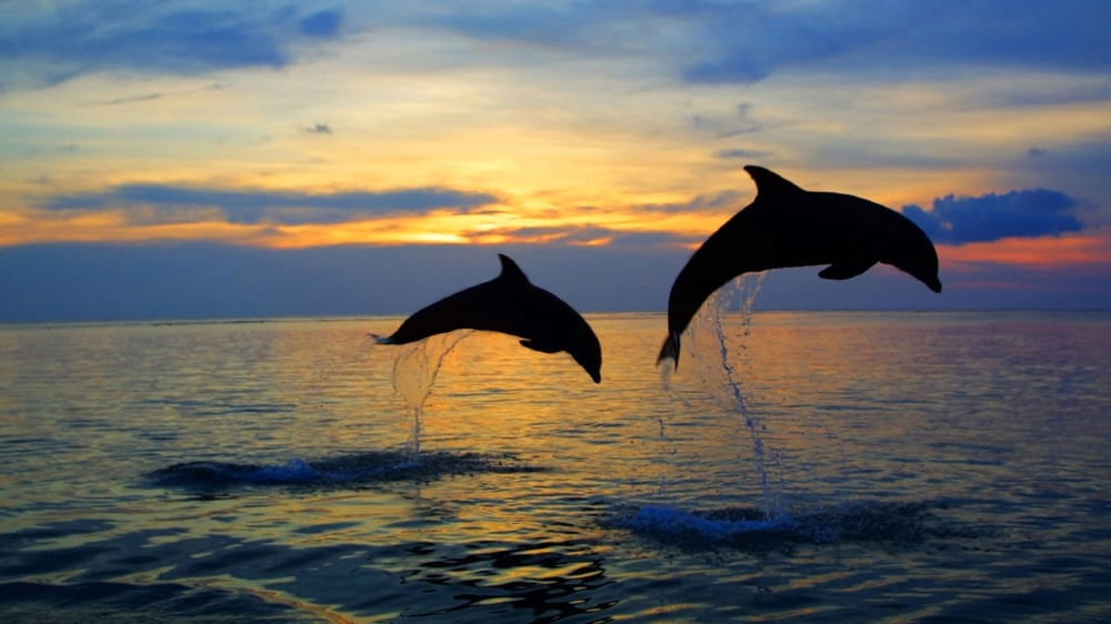 Dolphins, Dauphin Island - Dolphins playing in the waves