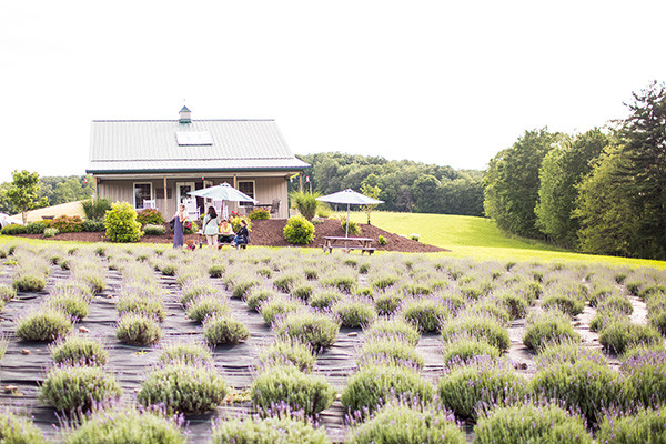 Deep Creek Lavender Farm
