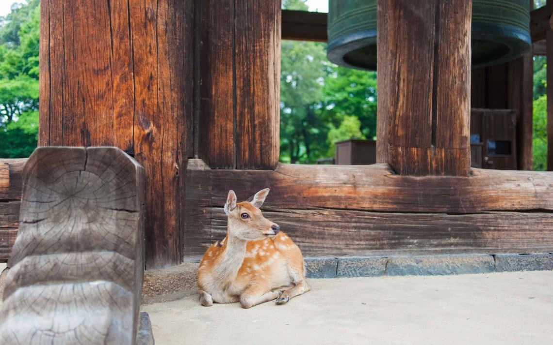 Friendly deer freely roaming in Nara Park