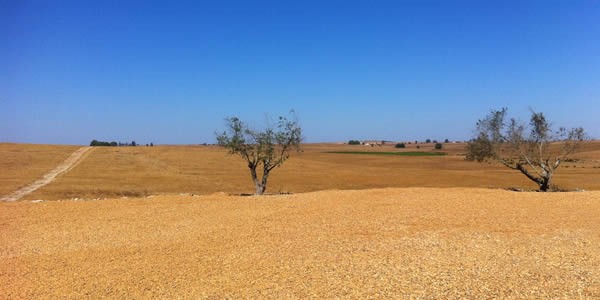 Desertification of cropland