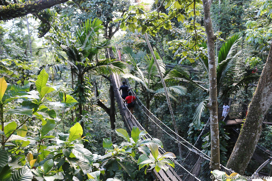 Le parc des Mamelles, à Basse-Terre, en Guadeloupe: The Mamelles Park in Basse-Terre, Guadeloupe with lush green forest
