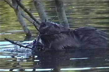 Beaver caching sticks underwater