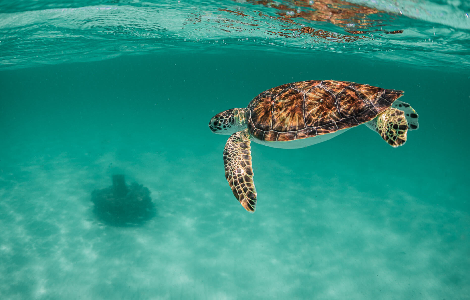 Underwater view of a diver exploring colorful marine life in Navarre Beach, Florida