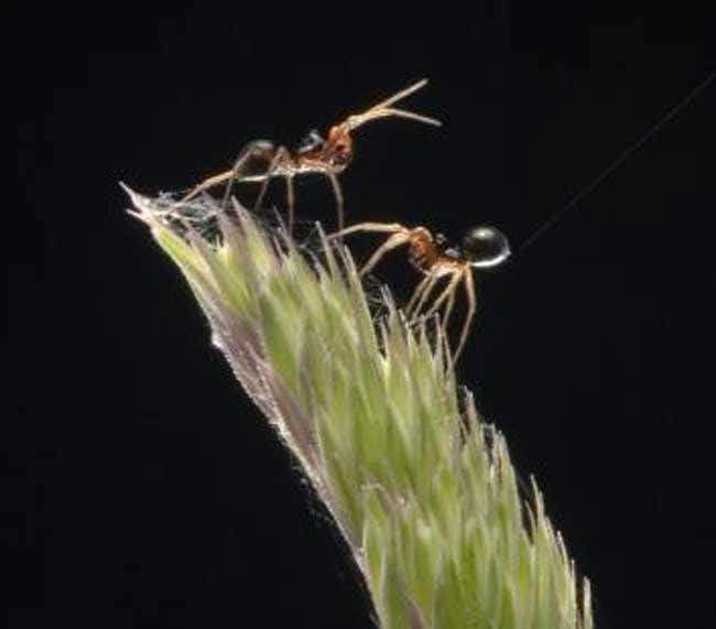 The lower Erigone spider is in a pre-parachuting posture known as the “tip-toe” position