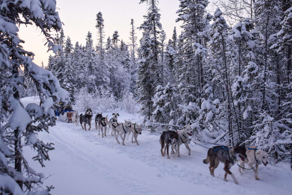 Dog sledding in Yellowknife, Northwest Territories, Canada, showcasing the adventure activities