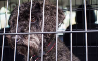 Dog looking out a car window