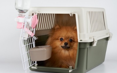 Dog resting in a carrier