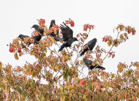 Crows enjoying dogwood berry feast on the way to the roost in fall.
