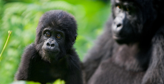 Bwindi Impenetrable Forest Uganda