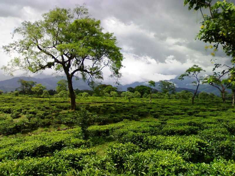 Dooars, West Bengal - India