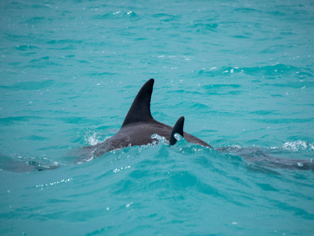 Ethical Wildlife Tourism Dolphin