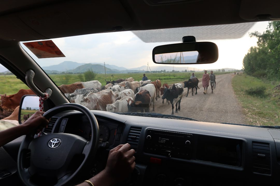 Driving in Ethiopia. Rural roads, livestock crossing, highlighting the challenges of driving outside the city