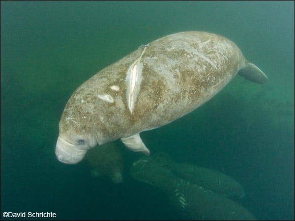 Manatee with scars resulting from a boat collision. The biggest threats to manatees are because of humans