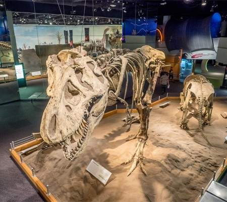 A towering T-Rex skeleton on display at the Royal Tyrrell Museum in Drumheller, Alberta, inviting visitors to explore the province's rich paleontological history.