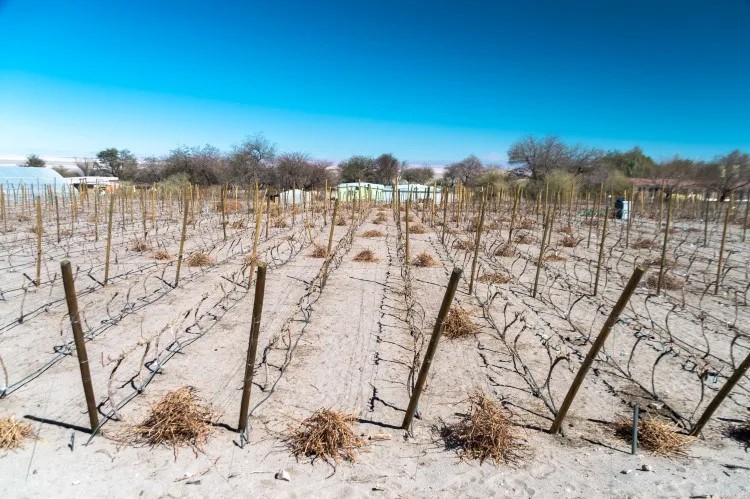 Vineyards in Tocanao