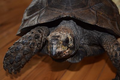 Turtle in a cardboard box for travel
