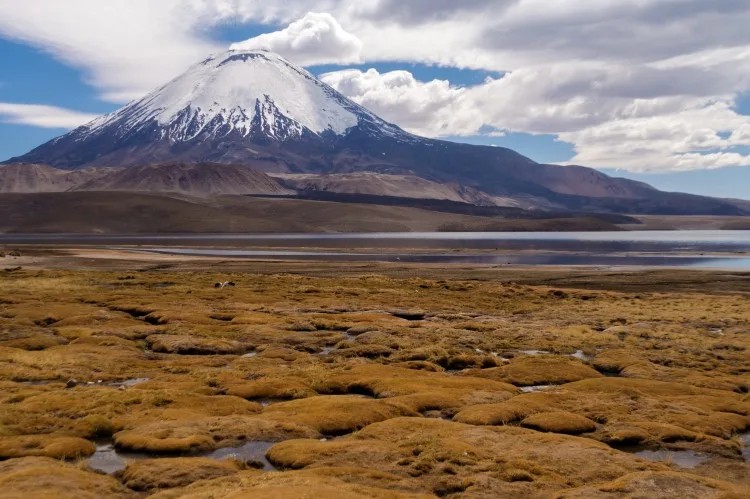 Volcán Parinacota looms over Lago Chungará