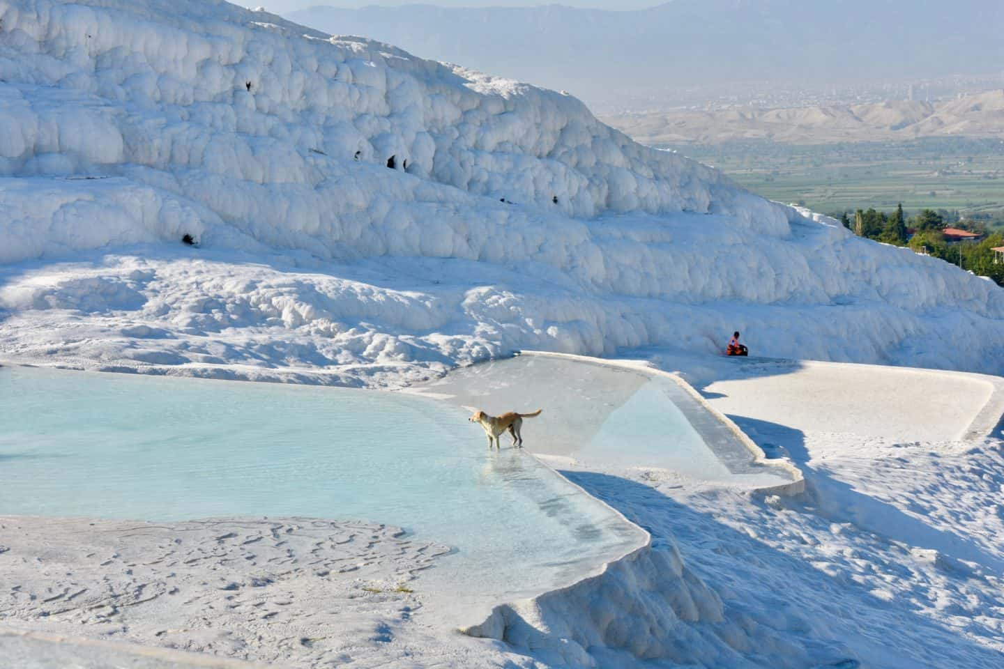 Pamukkale dog