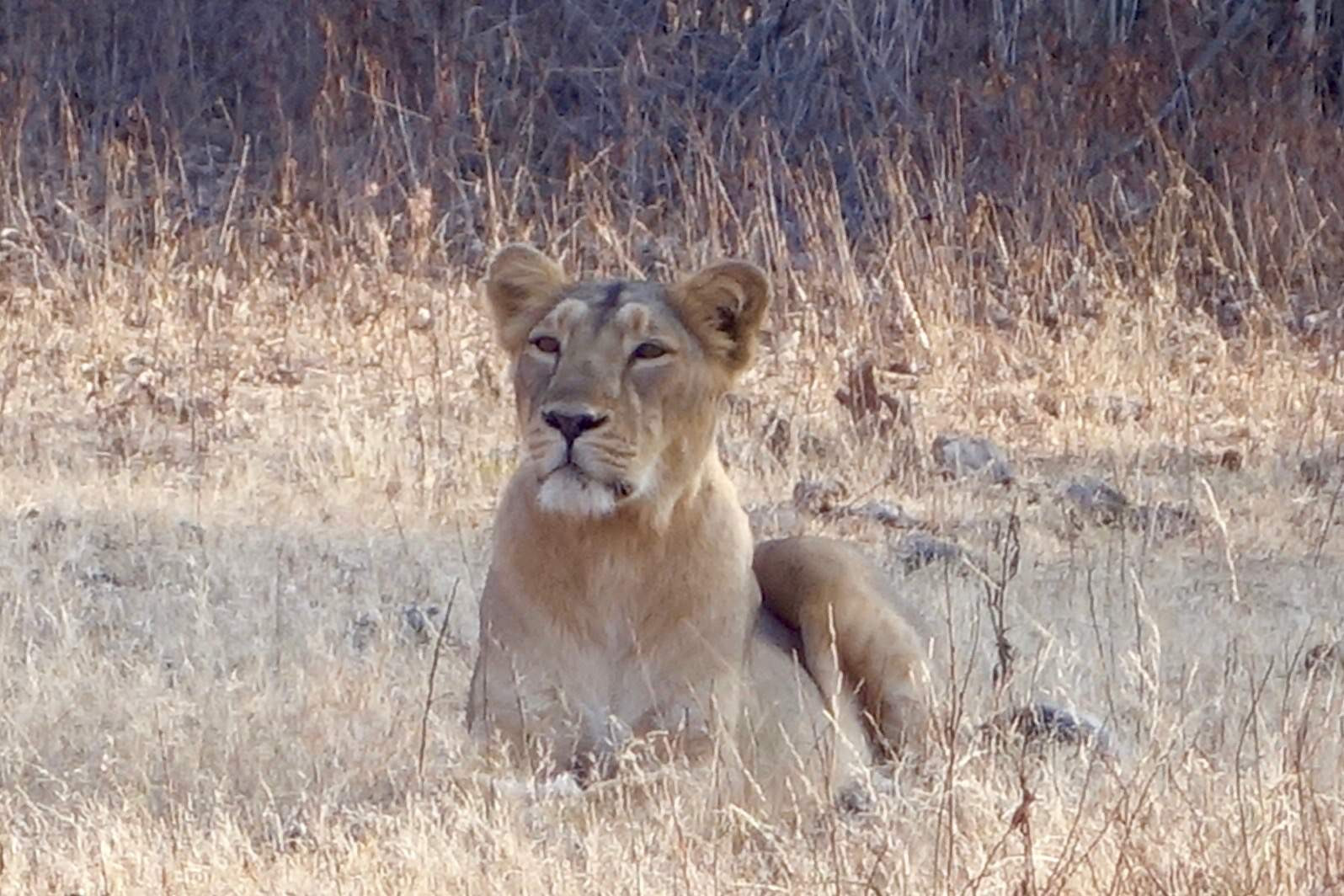 Gir National Park, Sasan Gir, Sasan Gir National Park, Gujarat Gir Forest Tourism
