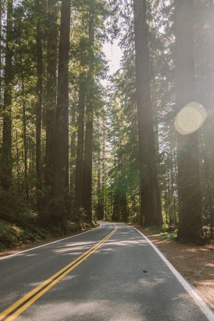 Fern Canyon, a hidden gem in Prairie Creek Redwoods State Park for Northern California coast tourism