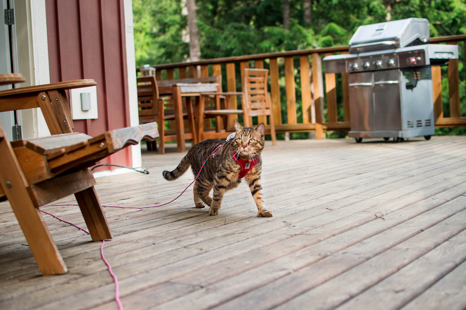 Travel Litter Box – Accessories to Bring on Your Trip