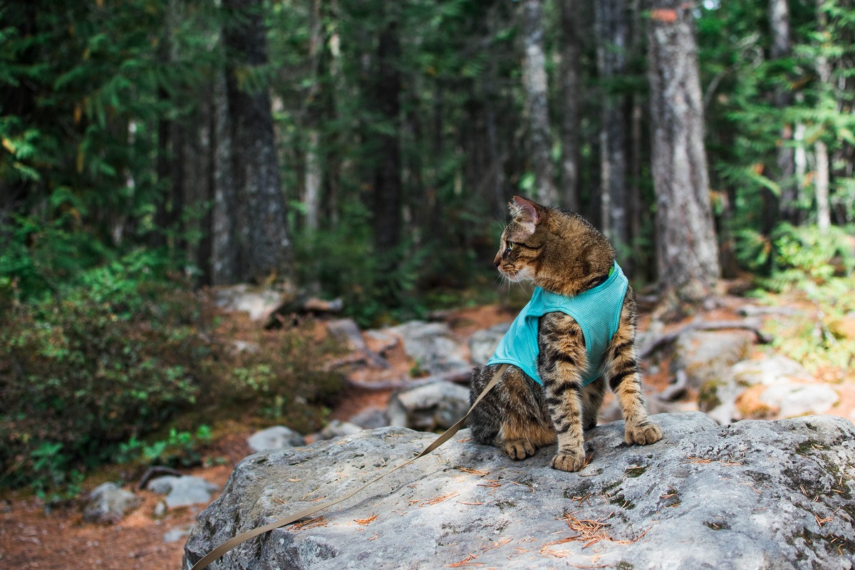 Sustainable Cat Litter
