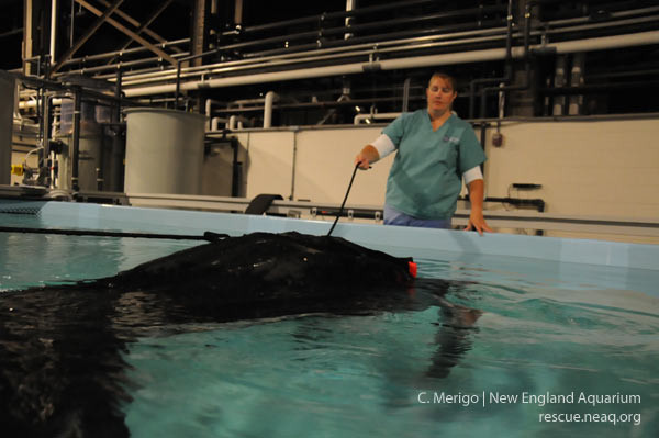 Dr. Cavin holds a line attached to a harness around the shoulders of the giant leatherback turtle