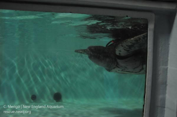 Leatherback turtle swimming underwater, harness strap visible