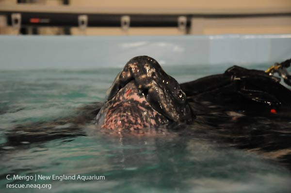 Leatherback head above water for breath