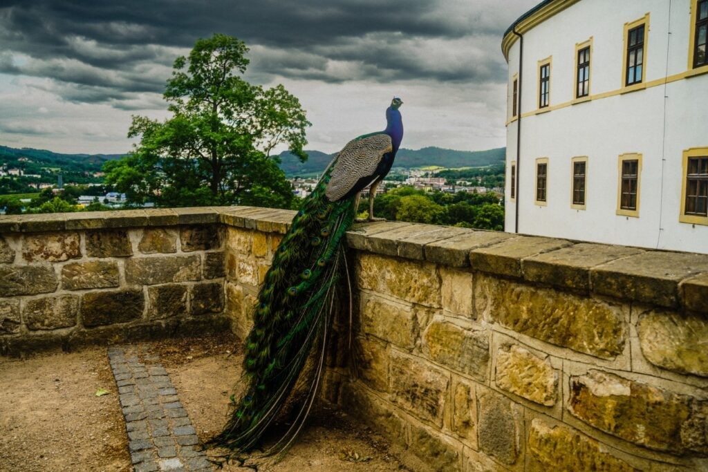 Peacocks roaming Děčín Castle grounds