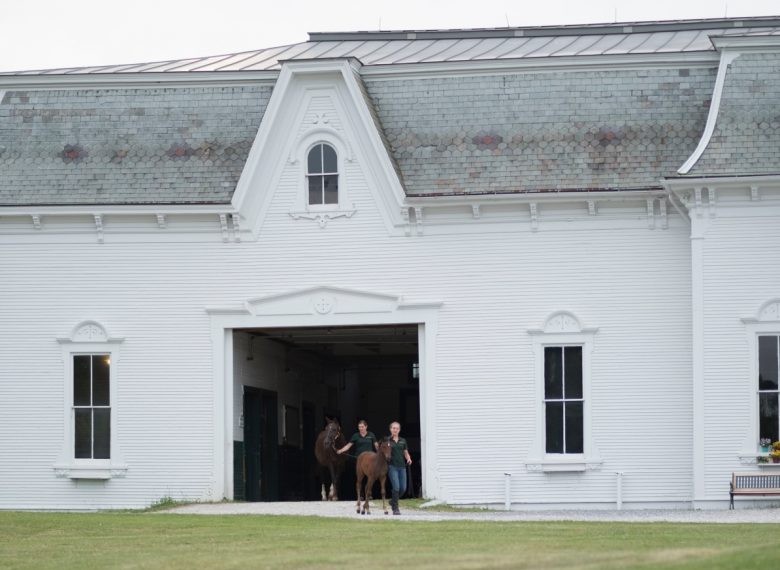 UVM Morgan Horse Farm | Guide to Middlebury, VT
