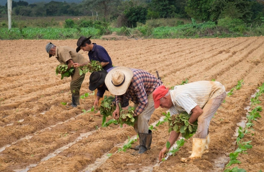A man rolling tobacco leaves in a tobacco field in Viñales, Cuba.