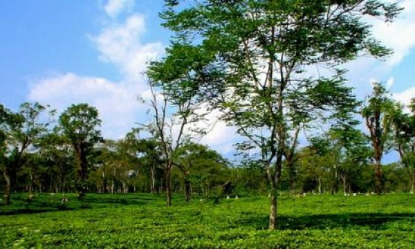 Trekking in Sapa's Muong Hoa Valley showcasing the beauty of Himalaya tourism in Vietnam