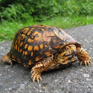 easternboxturtlenps
