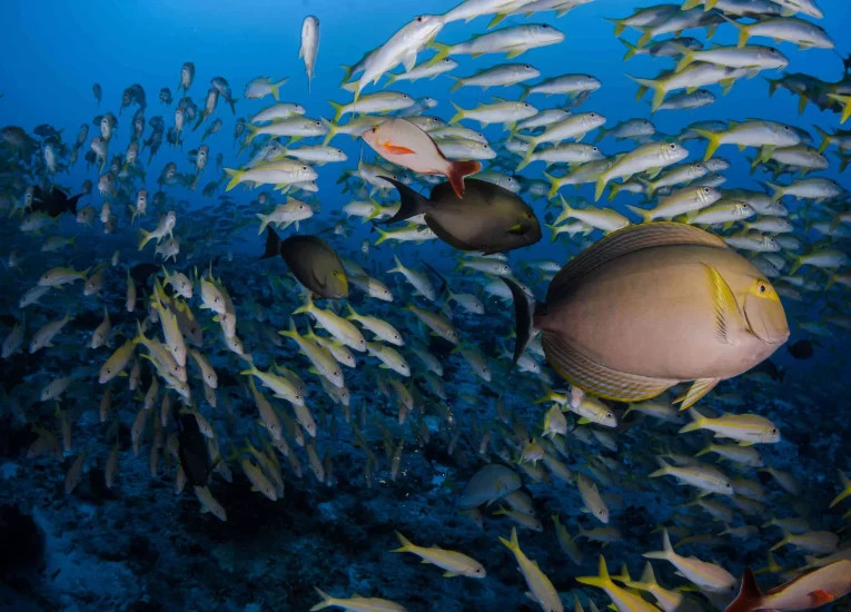 Diverse marine life in Nuku Hiva's waters including melon-headed whales and manta rays