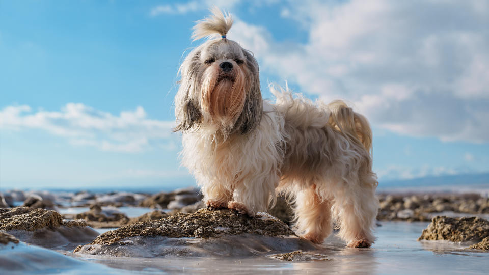 Shih Tzu dog walking on a beach