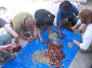 Sorting coffee beans