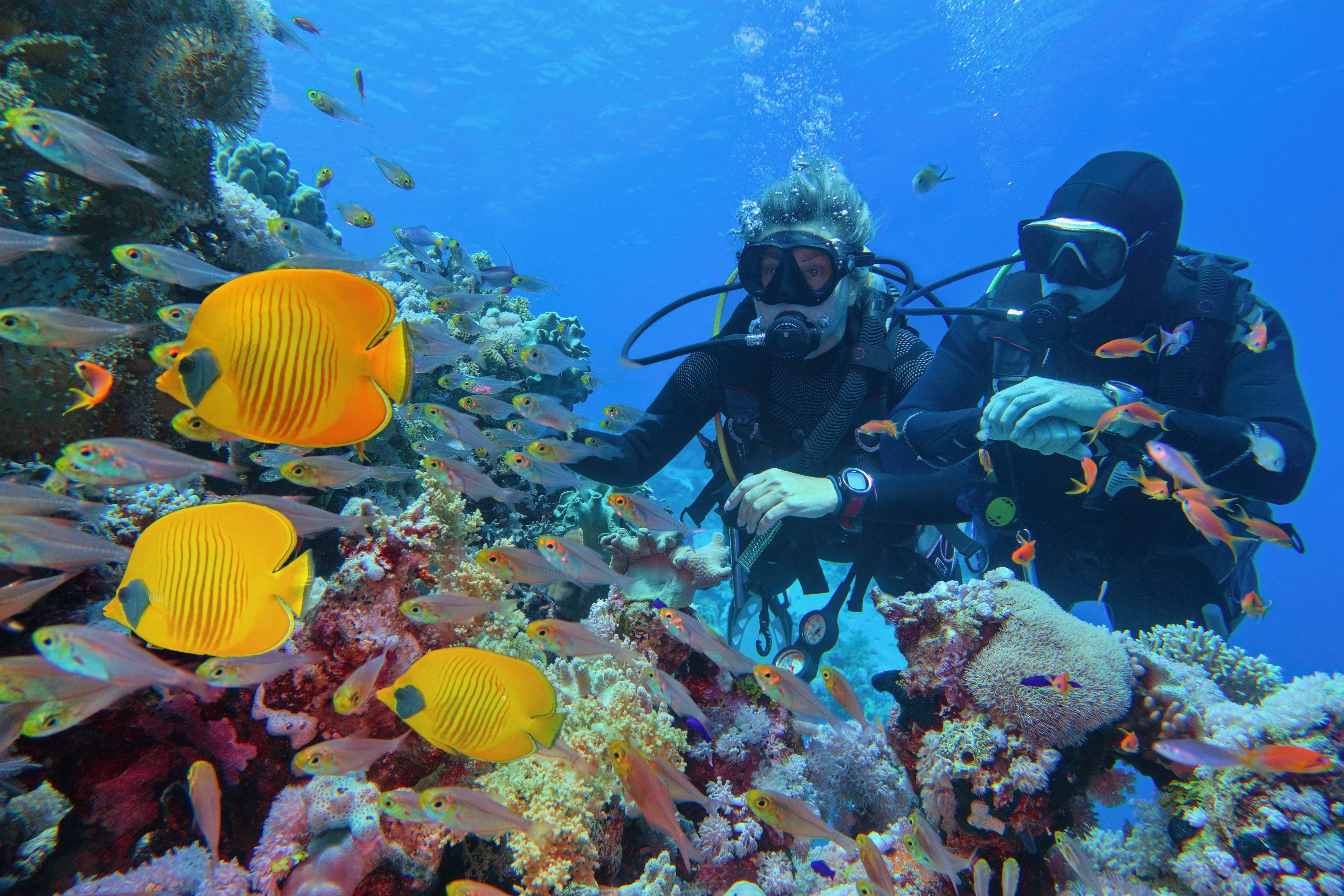 Scuba divers exploring vibrant coral reef at Marsa Alam with yellow butterfly fish