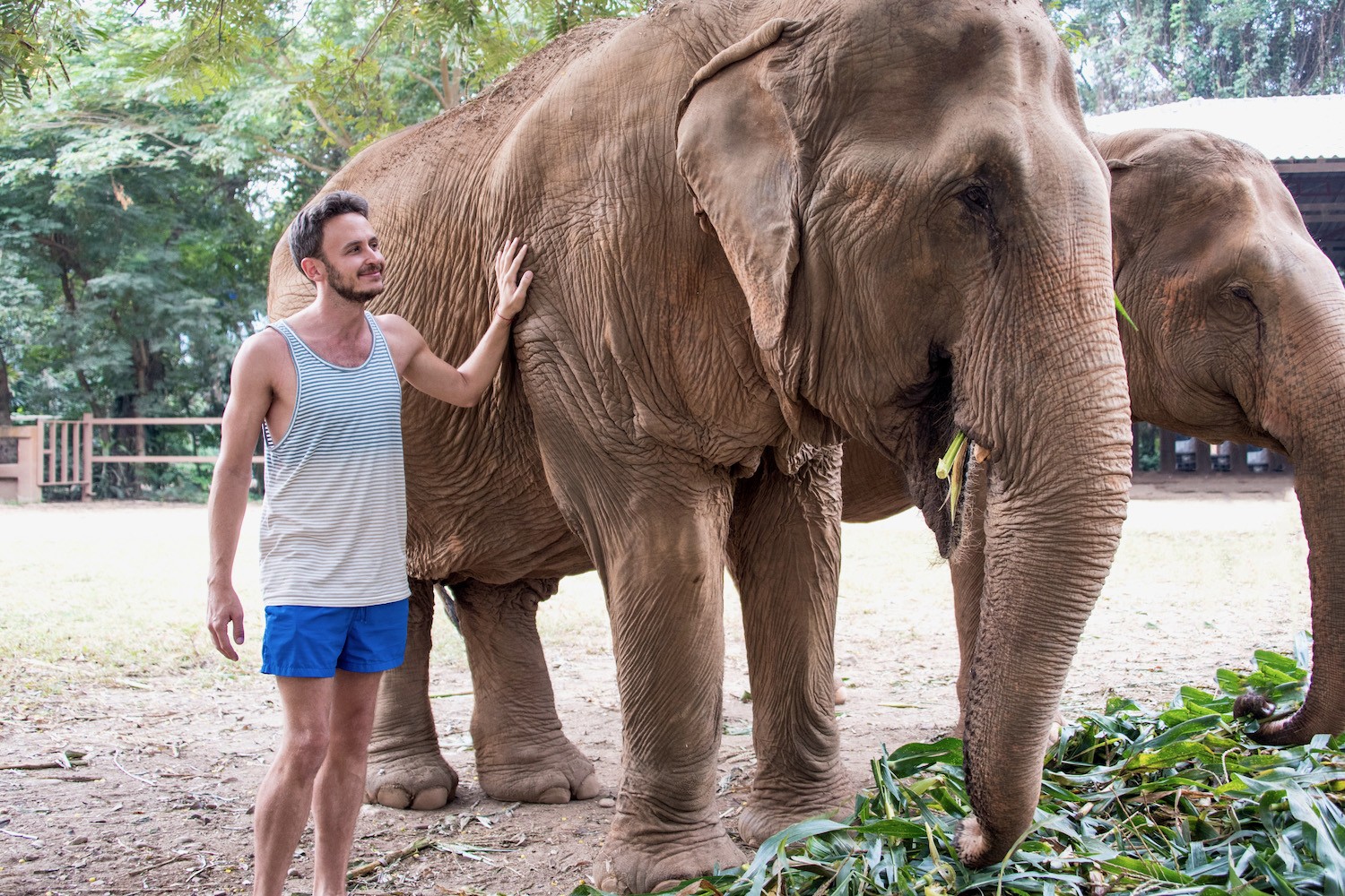 Elephants in Chiang Mai Park