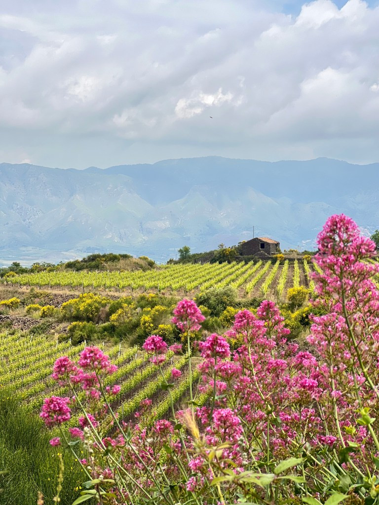 Etna Vineyard