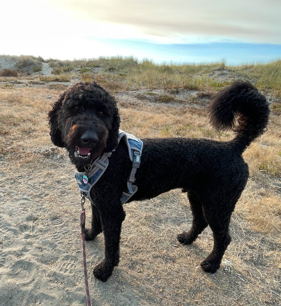 a dog running on a beach with blurred waves and sand in the background
