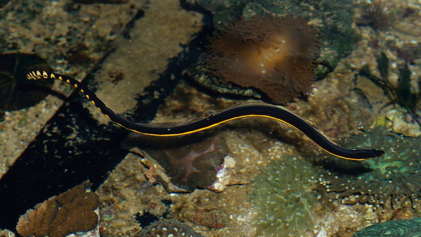 Yellow-bellied sea snake swimming in the Pacific Ocean, showcasing its distinctive coloration