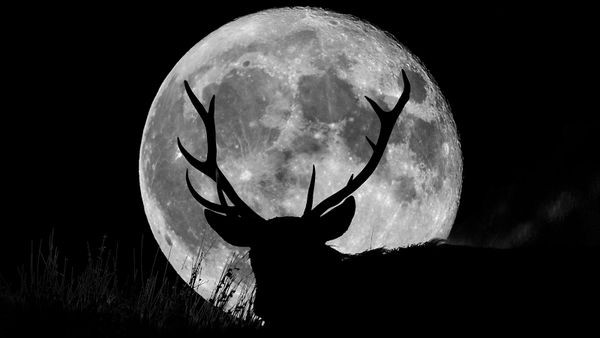 Image of a supermoon with a silhouetted wild stag on a hill at night