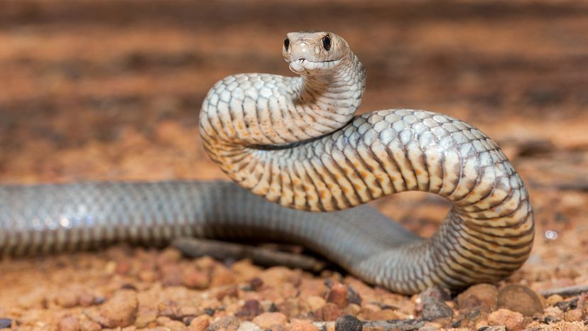 Eastern Brown Snake basking on a rock in the Australian outback, showcasing its slender body