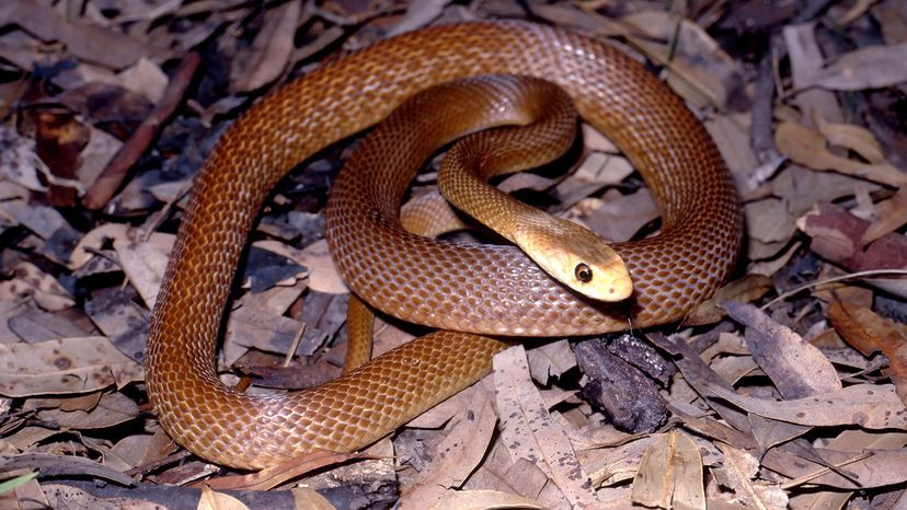 Coastal taipan in its natural habitat, blending seamlessly with the surroundings