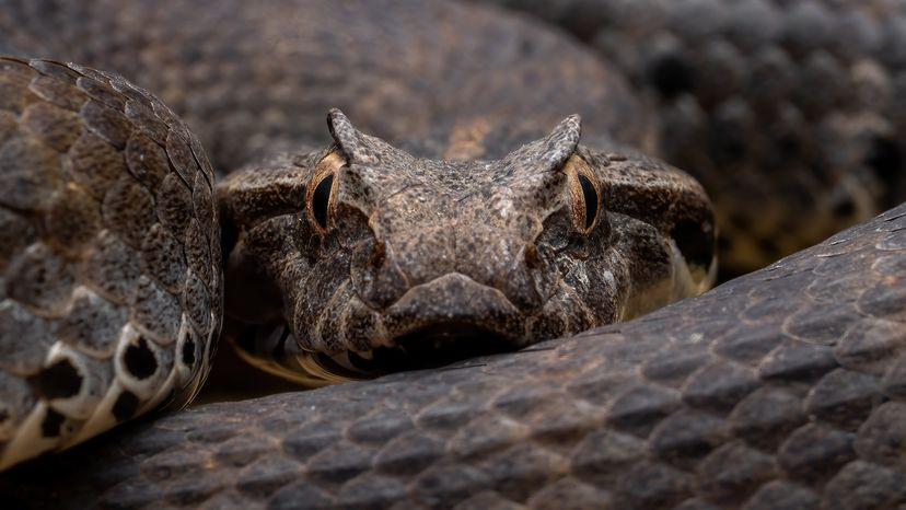 Common death adder camouflaged in the Australian leaf litter, ready to ambush its prey