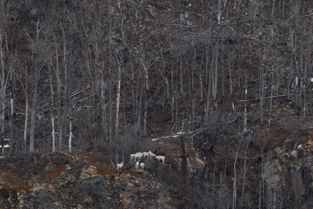 Dall sheep on the mountains near Cooper Landing on the Kenai Peninsula.
