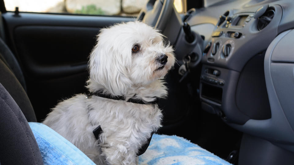 Havanese dog sitting in a car, ready for travel